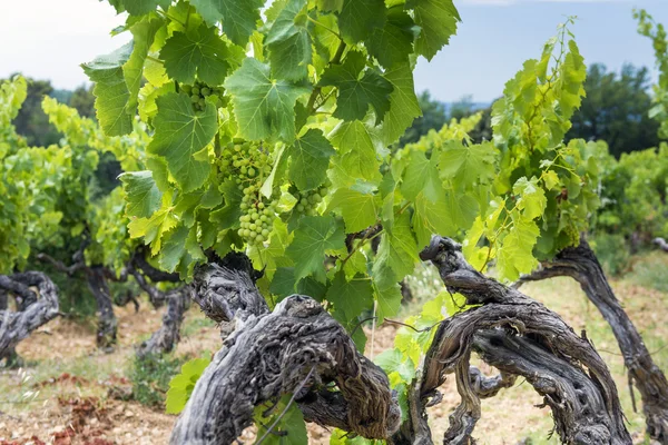 Vineyard Provence, Fransa — Stok fotoğraf