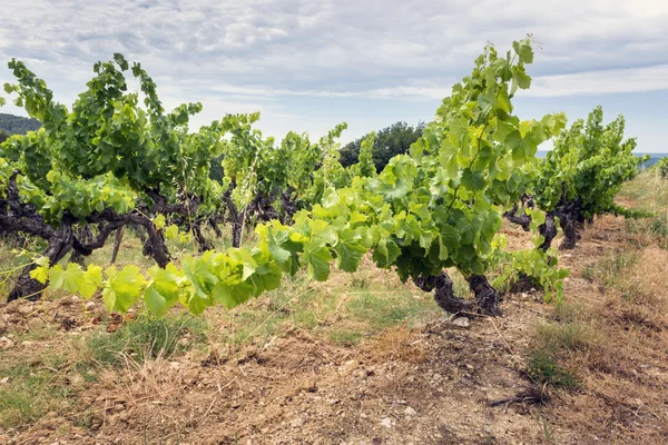 Vignoble en Provence, France — Photo