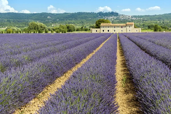 Lavender field with farmhouse — Stock Photo, Image