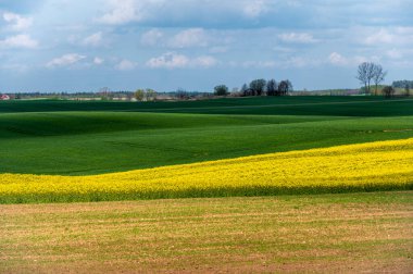 Kuzey Polonya 'da çiçek açan tecavüz sahası, güneşli bir günde Warmia