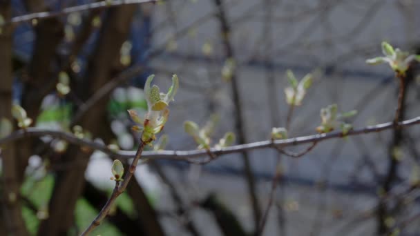 春天里盛开的马栗树芽 — 图库视频影像