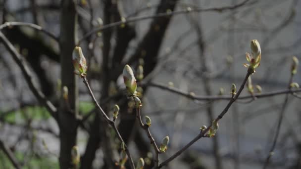 春天里盛开的马栗树芽 — 图库视频影像