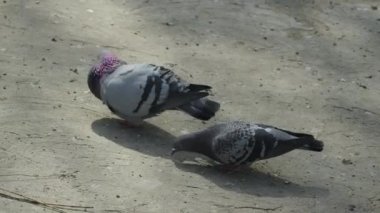 İki güvercin oynuyor. Erkek güvercin dişi güvercine yetişmeye çalışıyor. Kuşların çiftleşme oyunları. Hayvan içgüdüsü..