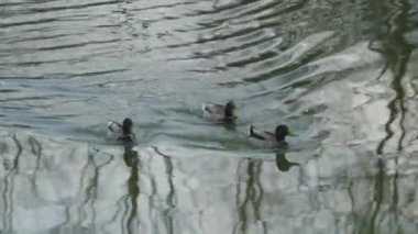 Ördekler baharda parktaki gölde yüzüyorlar..