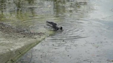 Kuzgun kendini temizlemek için suda oynuyor, yavaş çekim..