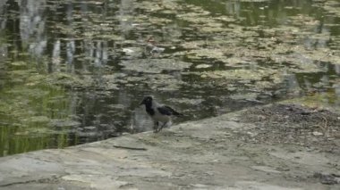 Kuzgun, halka açık parkta gölün kıyısında yürüyor, yavaş çekim..
