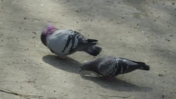 Two Pigeons Playing Male Pigeon Tries Catch Female Dove Mating — Stock Video