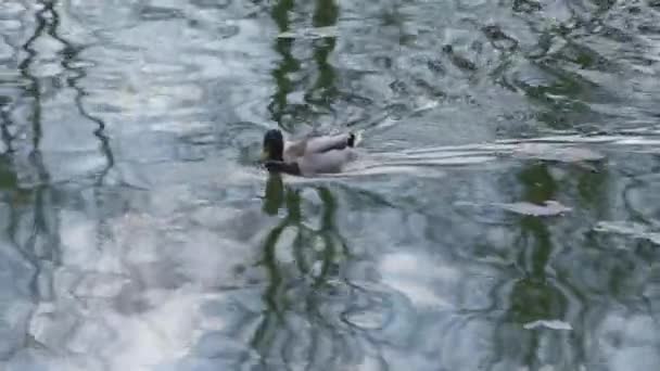 春天期间 鸭子们在公园的湖面上游泳 — 图库视频影像