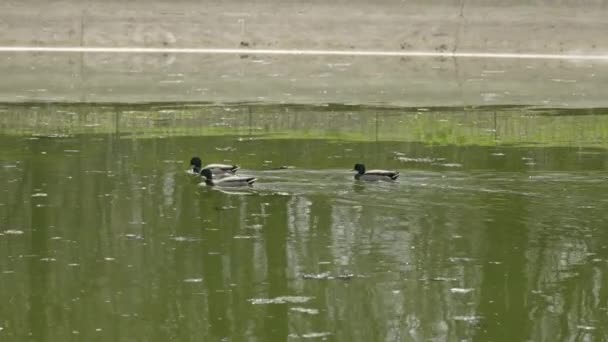 오리들은 봄철에 공원에서 위에서 수영을 — 비디오