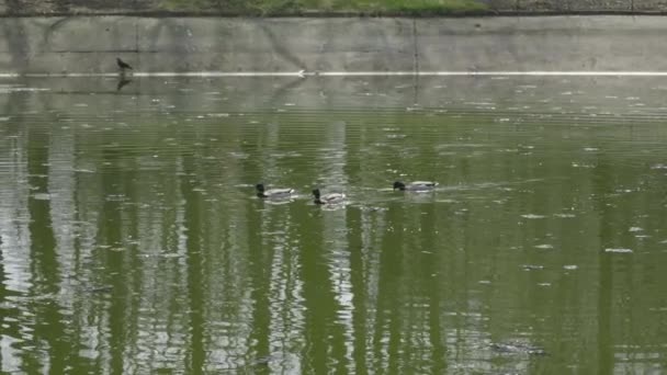 Ducks Swimming Lake Public Park Spring Time Slow Motion Shot — Stock Video