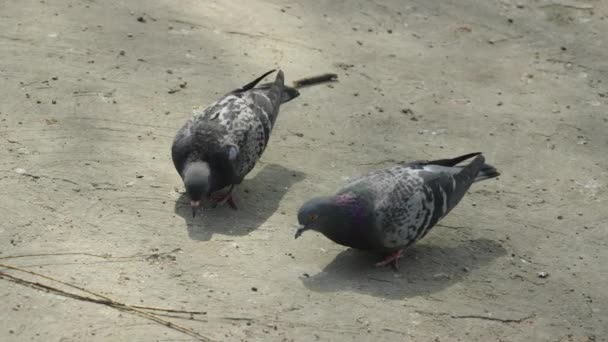 公園で食べ物を食べる灰色の都市のハト スローモーションショット — ストック動画