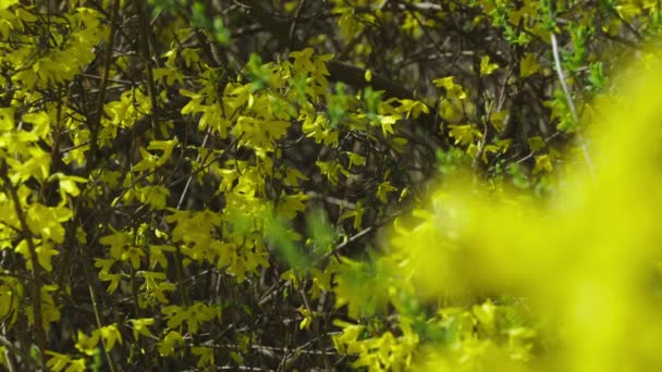 Świeże Żółte Liście Krzewu Świecące Słońcu Wiosną — Wideo stockowe