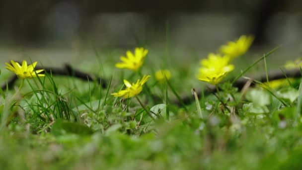 Κίτρινα Λουλούδια Μαργαρίτα Ανθίζουν Κάτω Από Πρωινό Φως Του Ήλιου — Αρχείο Βίντεο