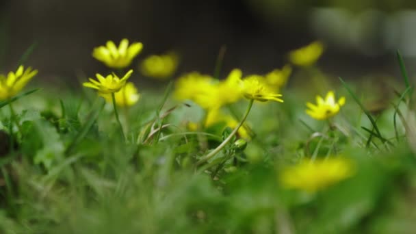 Żółte Stokrotki Kwiaty Kwitną Porannym Słońcu Wiosną — Wideo stockowe