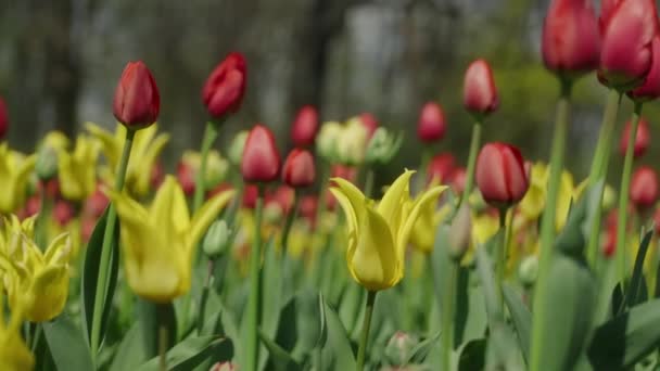 Czerwone Żółte Pole Tulipanów Podczas Wiosny — Wideo stockowe