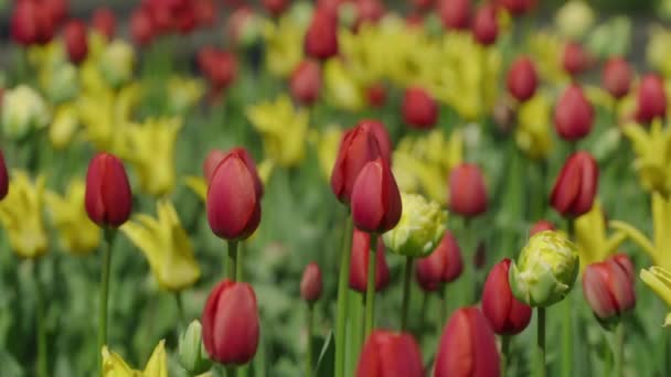 Campo Tulipanes Rojo Amarillo Durante Primavera — Vídeo de stock