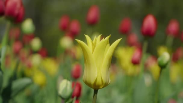 Żółty Tulipan Kwitnący Szczegół Podczas Wiosny — Wideo stockowe