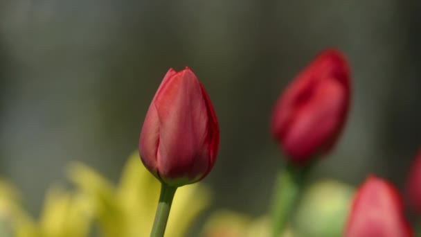 春の時期に詳細を咲かせる赤いチューリップ — ストック動画