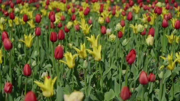 Rote Und Gelbe Tulpenfelder Frühling — Stockvideo