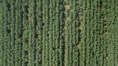 İlkbahar zamanı üst düzey insansız hava aracı perspektifinden gelişen tecavüz vakası