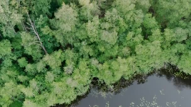 Vue aérienne du sommet des arbres verts d'été et du lac dans la région rurale de Mazurie, au nord de la Pologne 