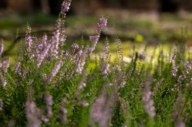 Heather Polonya 'nın doğusunda gün batımında ormanda.
