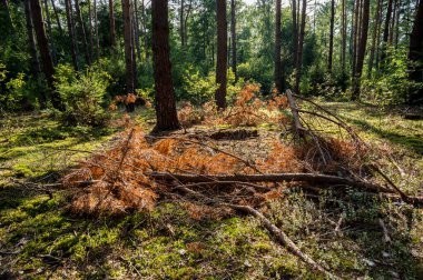 Batı Polonya 'da güneşli bir günde Çam Ormanı