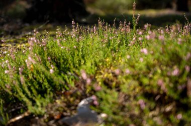 Heather Polonya 'nın doğusunda gün batımında ormanda.