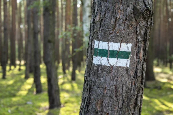 Detail Van Toeristische Markering Groene Wandelwegen Tekenen Boomstam Geschilderd — Stockfoto