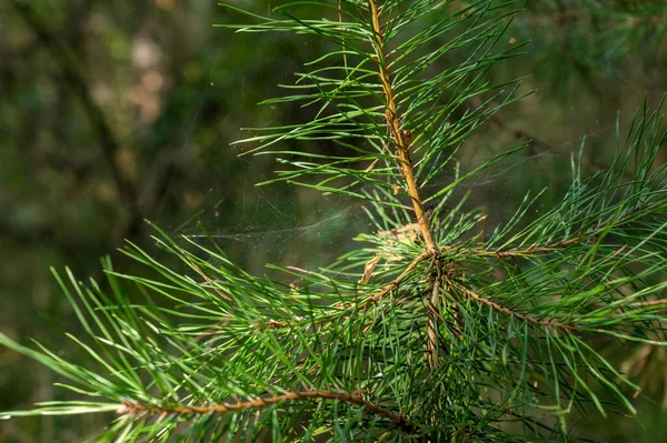 Young Pine Cone Cobweb Western Poland Forest Western Poland Forest — Stock Photo, Image