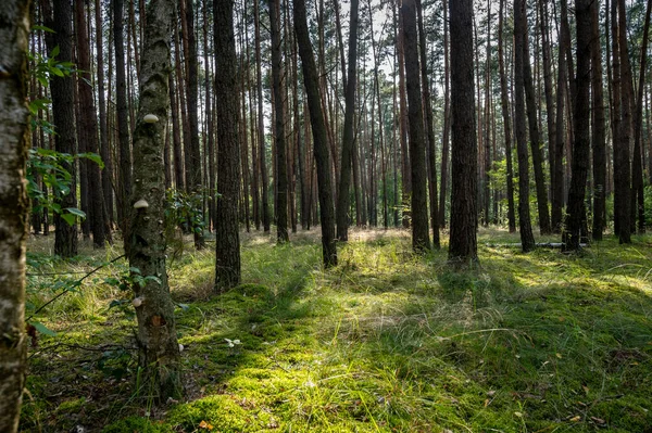 Floresta Pinheiro Durante Dia Ensolarado Oeste Polônia — Fotografia de Stock