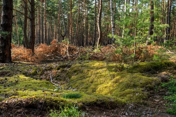 Bosque Pinos Durante Día Soleado Oeste Polonia —  Fotos de Stock