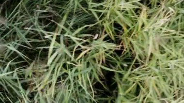 İHA 'dan gölün üzerindeki çimlerin üst görüntüsü