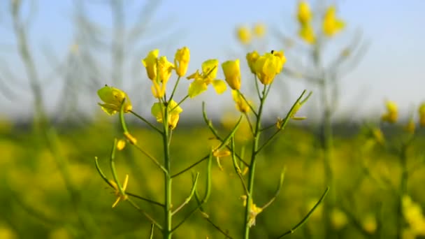 Verkrachting op het ecologische Poolse veld in de zomer — Stockvideo