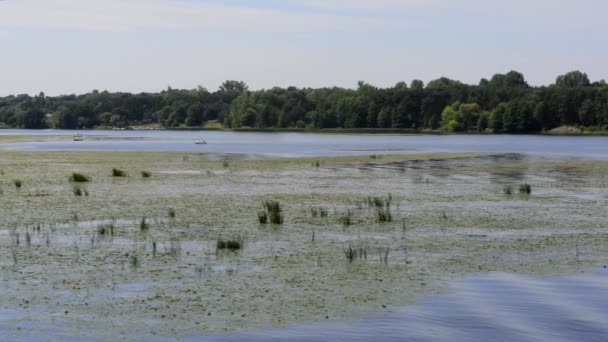 Polonya Zalew Zegrzynski Gölü Panoraması — Stok video