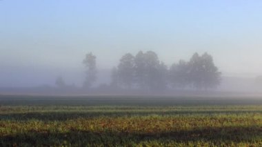 Puslu yatay, ağaçlar ve çayır Polonya