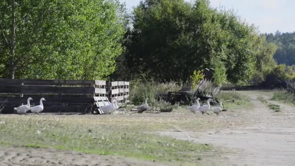 Gäss på gården — Stockvideo