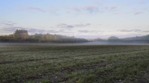 Pradera brumosa durante el amanecer en Polonia — Vídeos de Stock