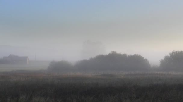 Misty landscape with trees and meadow in Poland — Stock Video