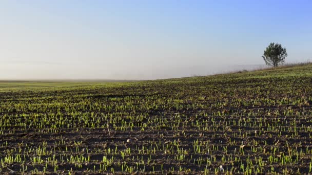 Prachtige mistige landschap bij zonsondergang in Polen — Stockvideo