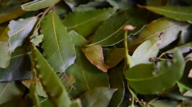 Laurel bitki yaprakları