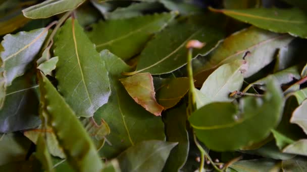 Folhas de plantas Laurel — Vídeo de Stock