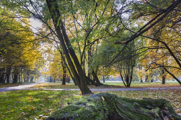秋の公園内の道 — ストック写真