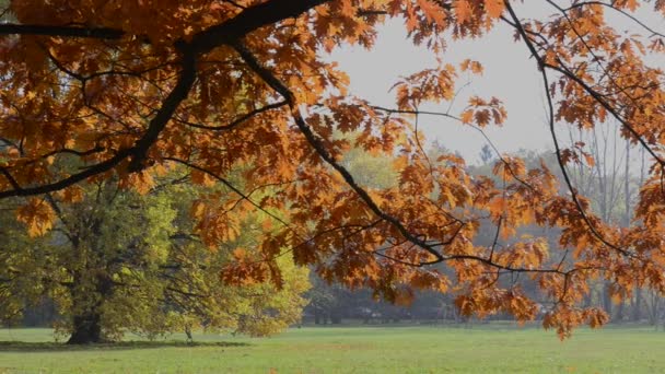 Sunlighted orange autumn tree in a park — Stock Video