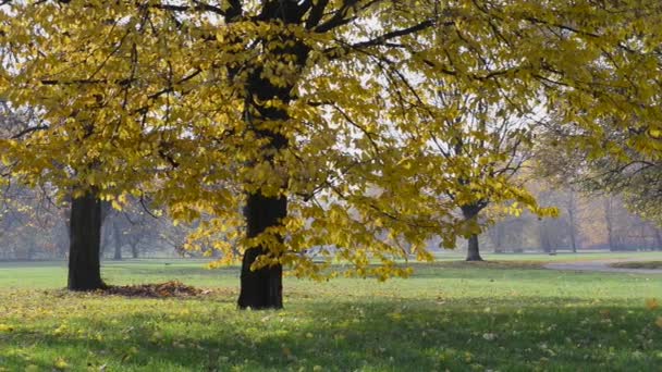 Verde albero autunnale illuminato dal sole in un parco cittadino — Video Stock