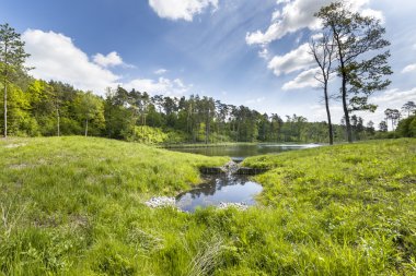Gölün Güney Polonya ormandaki