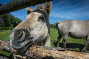 Üreme Polonya Konik bir vahşi atları