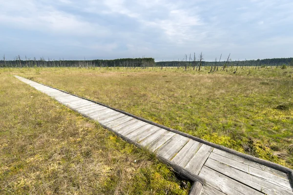 Passeggiata in legno sulla torbiera Obary in Polonia — Foto Stock