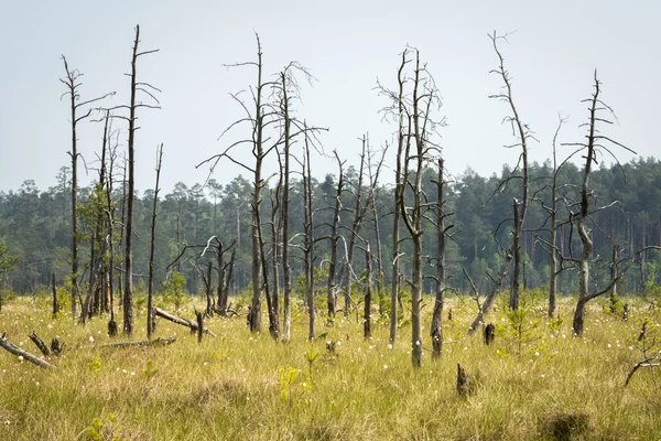 Árvores mortas na turfeira Obary na Polónia — Fotografia de Stock