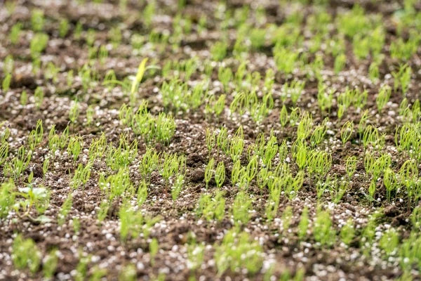 Germination of pine in the pine nursery — Stock Photo, Image